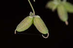 Southern meadow-rue